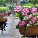 Du xuân Tết 2017
